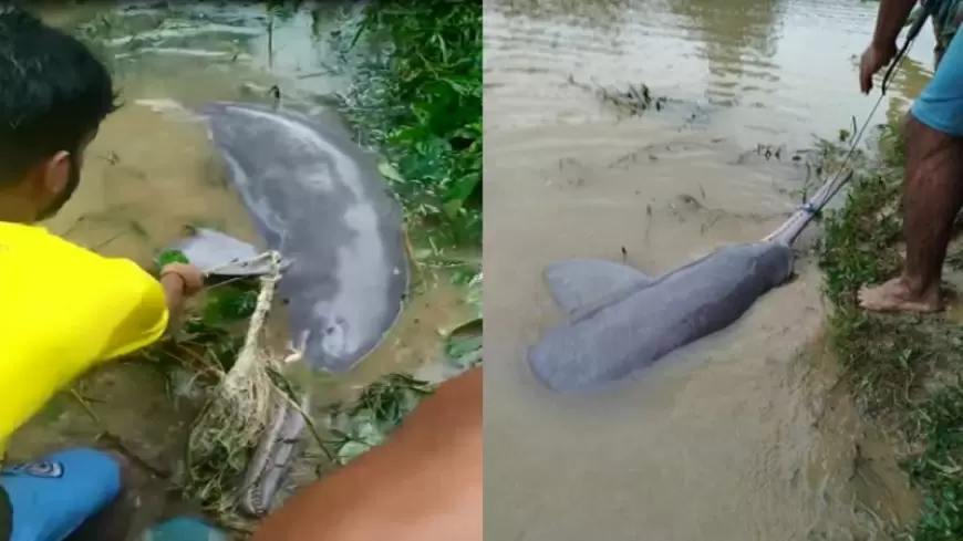 Dolphin washes ashore in floodwater