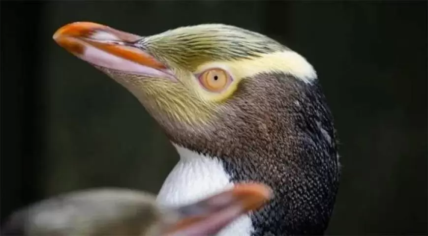 Rare penguin triumphs as New Zealand bird of the Year