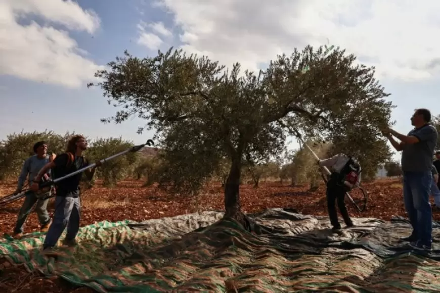 Gaza War and Settler Attacks Devastate Palestinian Olive Harvest